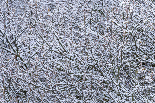 Snow-covered branches in a winter forest