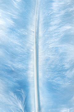 Soft blue feather background with delicate textures