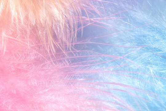 Delicate pastel feather background with light tones
