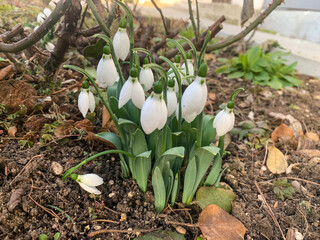 white snowdrops in the garden in the spring