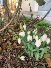 Beautiful white spring snowdrops in the garden.