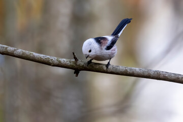 Long-tailed tit