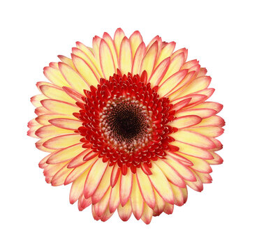 Yellow and red gerbera flower isolated on white or transparent background