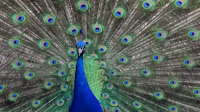 The Indian peafowl or blue peafowl, Pavo cristatus is a large and brightly coloured bird, is a species of peafowl native to South Asia, but introduced in many other parts of the world.