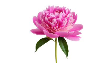 Blooming Pink Peony Flower on a Transparent Background, PNG Image