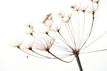 Natural winter decoration - isolated dry hogweed stem on a background of white snow.
