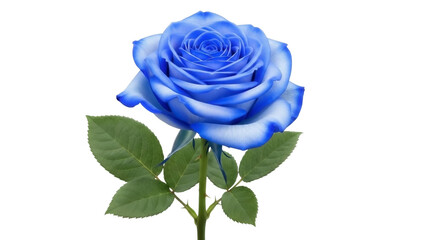 Blue Rose with Green Leaves Isolated on Transparent PNG
