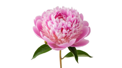 Pink Peony Blossom Isolated on a Transparent Background PNG Image