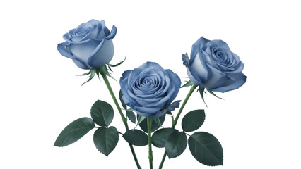 Three Blue Roses on a Transparent Background, PNG Image