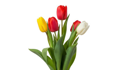Tulips Bunch Isolated on a Transparent Background PNG File