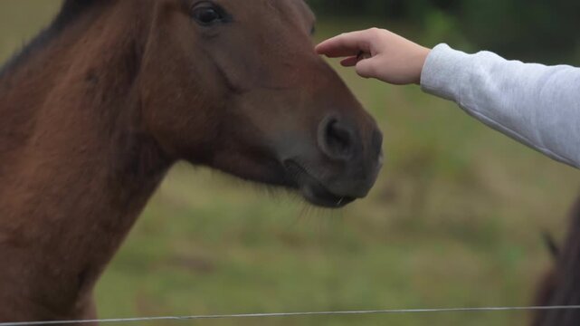 Close-up of a person's hand stroking the muzzle of a friendly brown horse in a field. The wild animal enjoys the gentle human touch and care