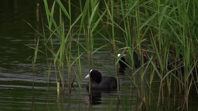 A pair of Eurasian coots (Fulica atra) swimming along a reed collar with its chicks (slow motion)