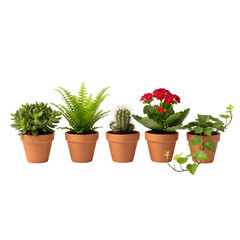 Fototapeta premium Diverse collection of fresh potted plants including succulents, fern, cactus, and flowering Kalanchoe for indoor gardening