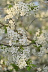The cherry branch is blooming profusely