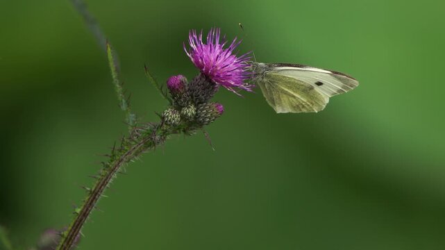 Pieris brassicae, the large white, also called cabbage butterfly foraging on the flower of a thistle.