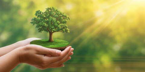 Obraz premium environment Earth Day In the hands of trees growing seedlings. Bokeh green Background Female hand holding tree on nature field grass Forest conservation concept 