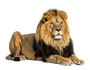 Fototapeta premium Majestic male big cat rests, golden mane framed against a black backdrop, direct gaze