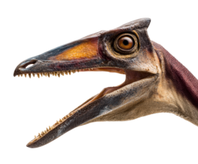 Realistic head of a prehistoric Pterosaur reptile with its mouth open, revealing sharp teeth and detailed scaly skin with a prominent crest and orange markings