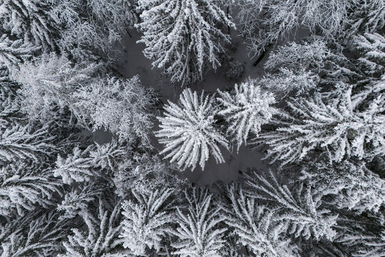 Aerial view of snow-laden treetops, a frosted canopy where winter's touch transforms the landscape into a monochromatic wonderland, Stainz, Styria, Austria.
