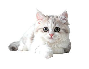 Obraz premium Fluffy kitten with wide eyes and soft fur lies looking forward