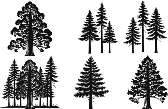Coniferous tree illustrations set, pine and sequoia graphics, forest elements, botanical drawings, nature silhouettes, evergreen design, woodland symbols