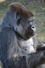 Gorillas are ground-dwelling, predominantly herbivorous apes that inhabit the forests of central Africa. The DNA of gorillas is highly similar to that of humans, from 95&ndash;99% 