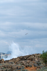 Seagulls Flying Over Crashing Waves on Rocky Coastline