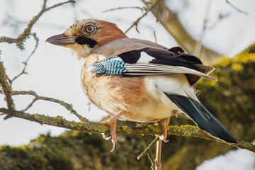Eichelh&auml;her im Baum