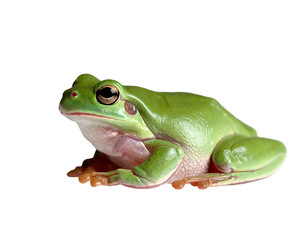 Obraz premium A vibrant green amphibian with large eyes rests on a dark backdrop