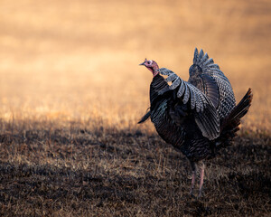 A wild turkey standing in an open field during early morning light. Soft golden tones and a clean background emphasize the natural posture and feather details of the bird.