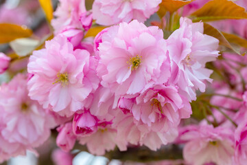 Fototapeta premium Flowering trees with pink flowers. Soft pink blossom flowers in full bloom with fluffy petals create a romantic spring scene. Delicate, vibrant, and natural, ideal for nature, spring, and beauty theme