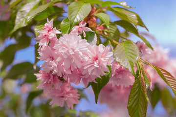 Flowering trees with pink flowers. Soft pink blossom flowers in full bloom with fluffy petals...