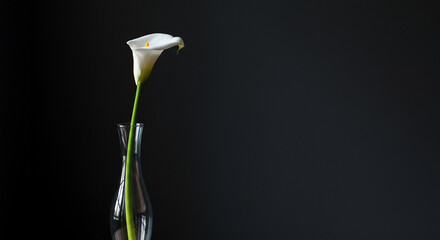 Single white calla lily on dark background