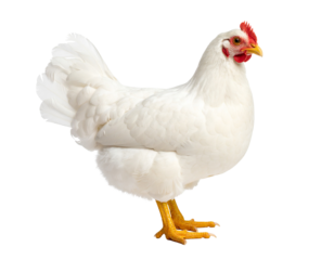 A white chicken standing on a black background with yellow legs and a red comb Transparent PNG