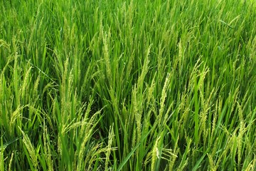 rice fields in the countryside