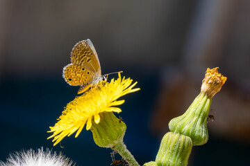 Borboleta-azul-de-ceraunus (Hemiargus ceraunus) pousada em uma flor da serralha