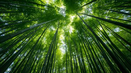 Fototapeta premium Green bamboo forest in the morning with lush tropical leaves and natural jungle background