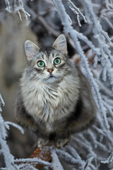 Siberian breed of cat in relax under a branch in winter time