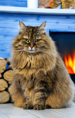 Siberian breed of cat in relax indoor near a fireplece