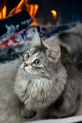 Siberian breed of cat in relax indoor near a fireplece