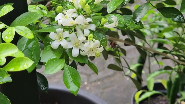 Tiny honeybee foraging nectar on orange jasmine blossoms in potted garden. Macro pollinator bee collecting pollen from white murraya flowers outdoors. Closeup worker honeybee feeding
