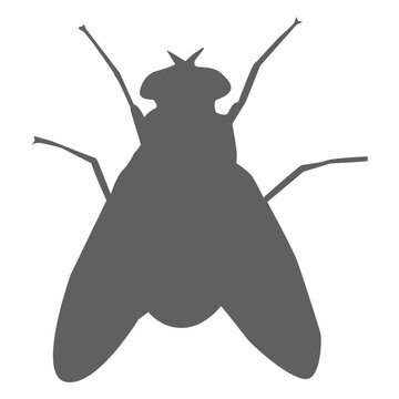 Fly wing feeler silhouette