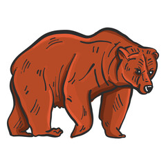 Obraz premium Bear fur grizzly colored sketch