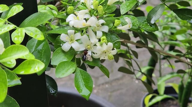 Tiny honeybee gathering nectar on orange jasmine blooms, potted greenery. Macro bee pollinating white murraya flowers in backyard garden daylight. Closeup pollinator insect feeding on fragrant jasmine