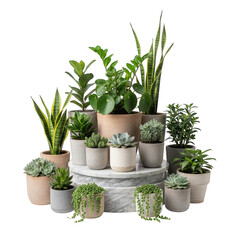 Fototapeta premium Collection of potted succulents isolated on transparent background
