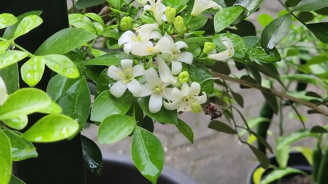 Tiny honeybee foraging nectar on orange jasmine blossoms in pot garden. Macro pollinator bee collecting pollen from white murraya flowers outdoors. Closeup worker honeybee feeding on fragrant jasmine