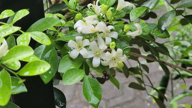 Tiny honeybee foraging nectar on orange jasmine blossoms, lush greenery. Macro pollinator collecting pollen from white murraya flowers outdoors. Closeup worker bee feeding on fragrant jasmine 