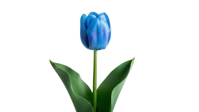 Blue Tulip Blossom on Transparent Background, PNG Image
