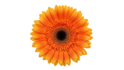 Orange Gerbera Flower Isolated on Transparent PNG