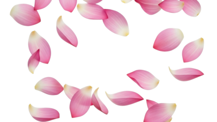 Scattered Pink Flower Petals on a Transparent PNG Image